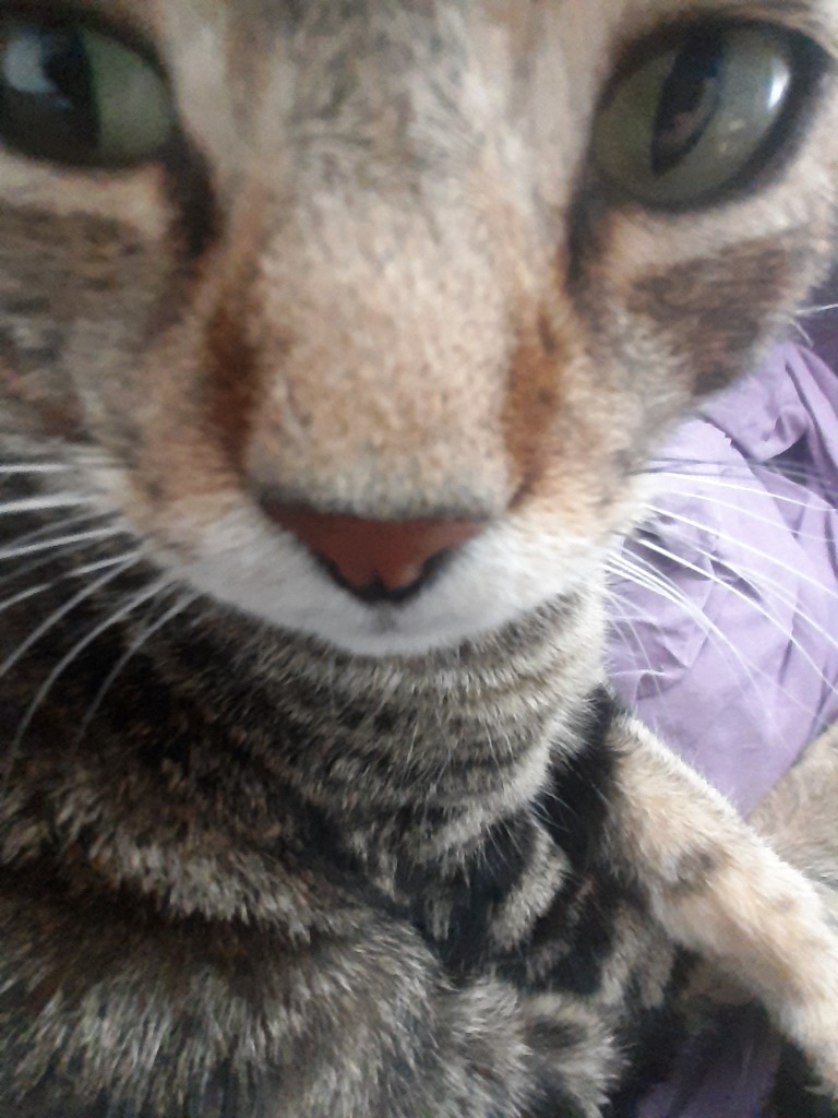 Tigrou Mascot
